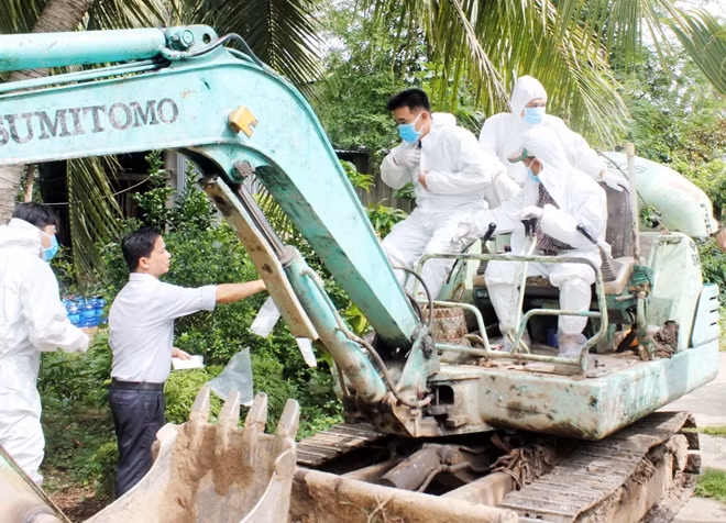 Tiêu hủy đàn lợn của hộ nuôi phát hiện dịch tả lợn Châu Phi.