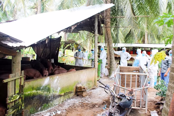 Lực lượng chức năng tiến hành tiêu độc, khử trùng khu vực phát hiện ổ dịch.