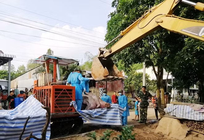 Lực lượng chức năng tiến hành tiêu hủy số lợn bắt giữ.