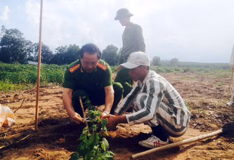 Đại tá Trần Hữu Thông hướng dẫn phạm nhân trồng cây.