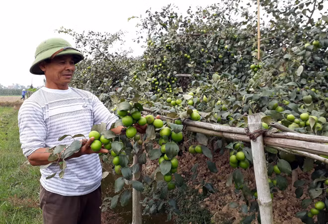 Sản phẩm táo Tiên Lãng được thị trường biết đến nhờ tem truy xuất nguồn gốc hàng hóa