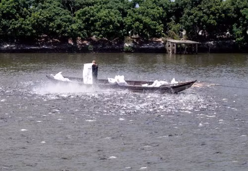 Trong hơn 2 năm, một số cán bộ thuộc Tổng cục Thủy sản đã làm "khống" hồ sơ hơn 800 sản phẩm nuôi trồng thủy sản Trong hơn 2 năm, một số cán bộ thuộc Tổng cục Thủy sản đã làm "khống" hồ sơ hơn 800 sản phẩm nuôi trồng thủy sản