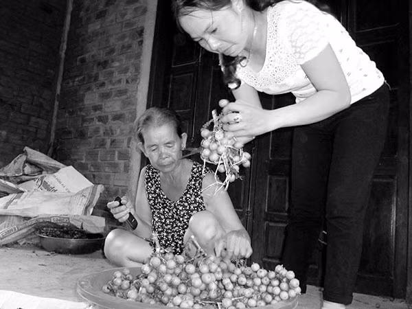 Người dân ở xã Hương Lộc hái quả mây rừng bán cho thương lái Trung Quốc. Người dân ở xã Hương Lộc hái quả mây rừng bán cho thương lái Trung Quốc.
