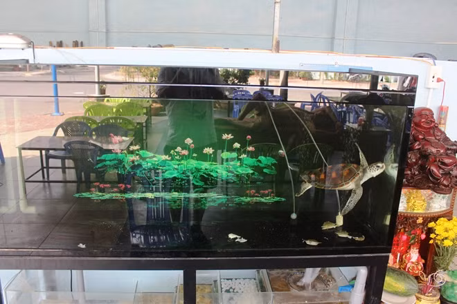Rùa Vich bị nuôi nhốt tại một nhà hàng