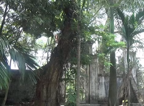 Hằng đêm, dân làng thuê hai thanh niên canh gác cây.