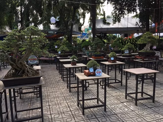 Cuộc thi Bonsai