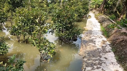 Hàng chục hộ trồng mai lao đao vì bờ bao bị vỡ