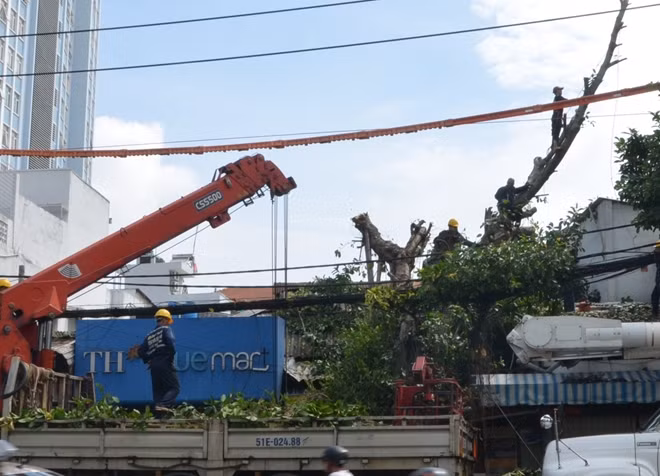 Nhân viên Công ty công viên cây xanh tiến hành di dời