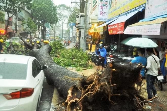 Nhiều phương tiện may mắn không bị cây đè lên