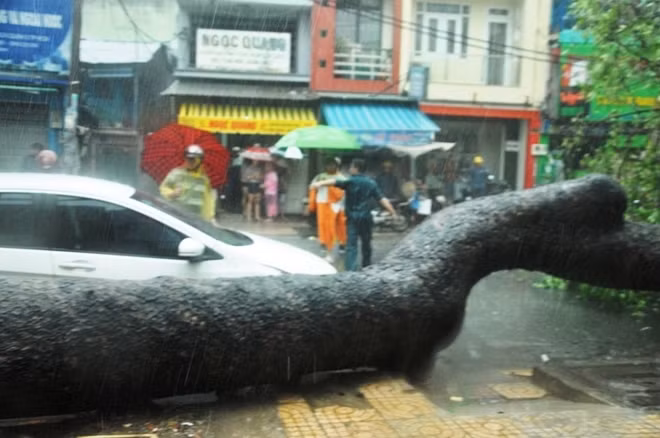 Cây đổ trong cơn mưa lớn