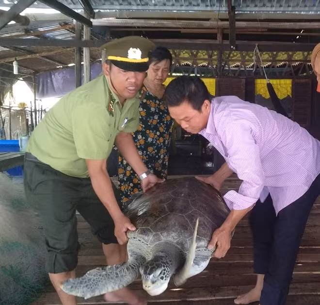 Cơ quan chức năng cùng người dân thả rùa biển về tự nhiên (ảnh CTV).