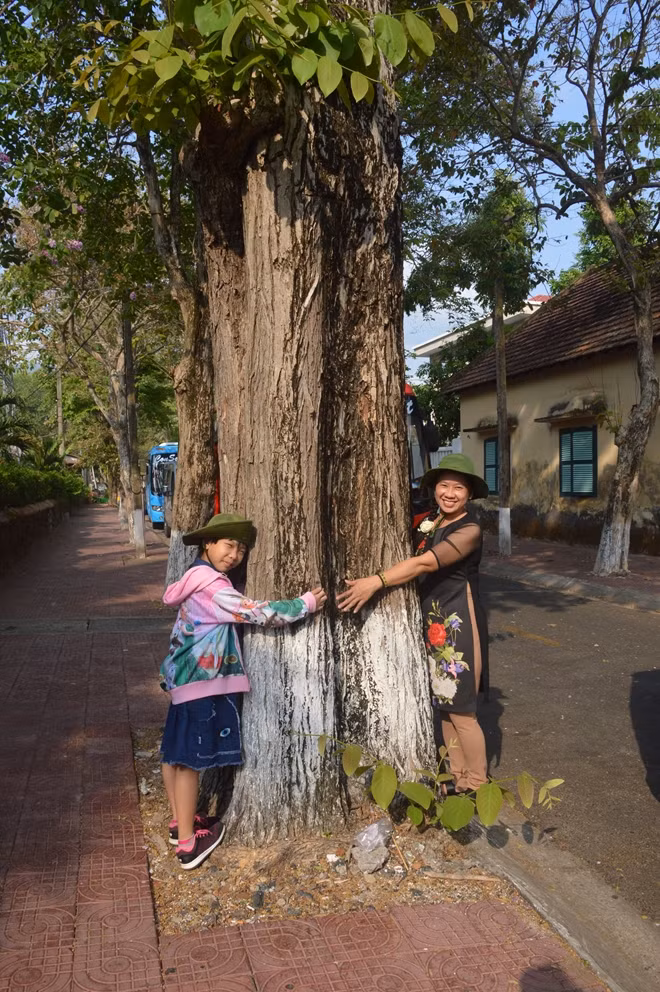 Cây bằng lăng cổ thụ 2 người ôm không xuể.