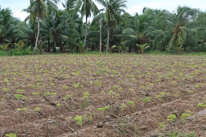 Đinh lăng đã được trồng, còn người dân thì ôm nợ.