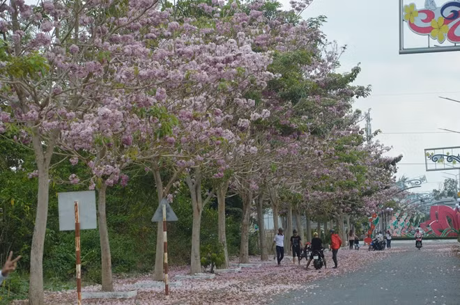 Đường cây kèn hồng đẹp đến nao lòng.