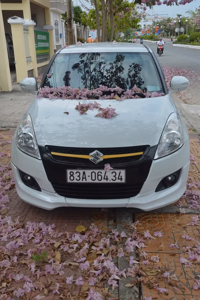 Nhiều bạn trẻ đến ngắm và chụp hình hoa kèn hồng đang đua nở.