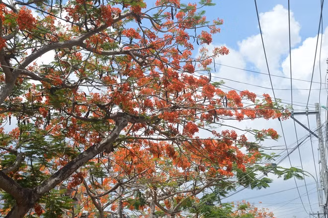 Những con đường rực rỡ màu vàng của hoa hoàng hậu và "cháy" đỏ của phượng vĩ.