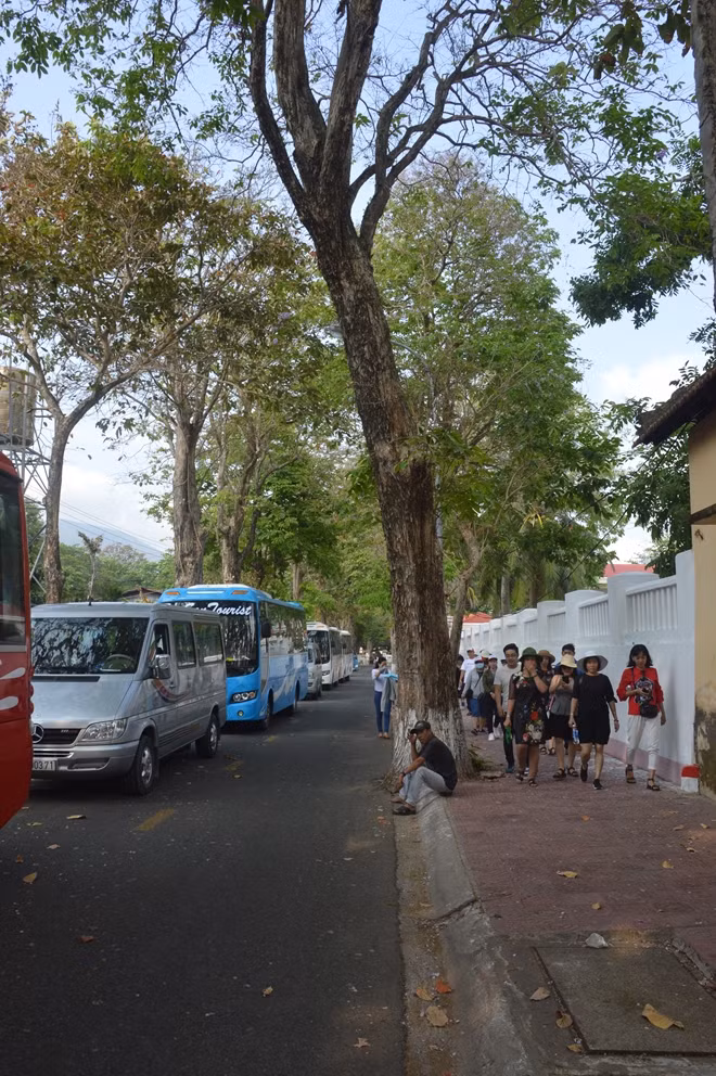Hàng bằng lăng cổ thụ ở Côn Đảo là cây di sản Việt Nam