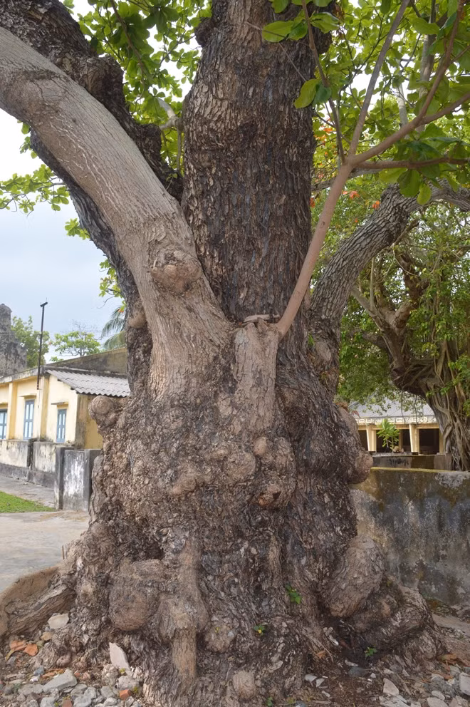 Những cây bàng cổ thụ ở Côn Đảo là cây di sản Việt Nam