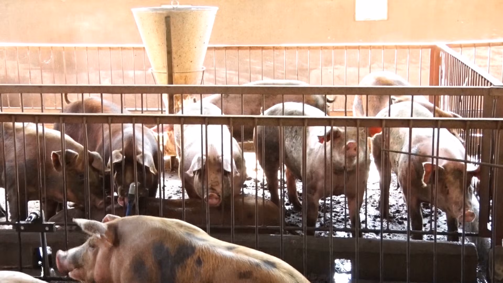 Quảng Bình: Không để dịch tả lợn châu Phi lan rộng ảnh 3