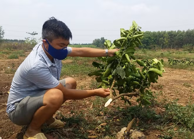 Gốc bưởi bị chặt phá với vế chặt còn khá mới.