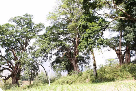 Những cây đa cổ thụ tại thôn Thiên Hương.
