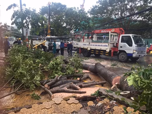 Trong cơn mưa, gió giật mạnh, nhiều cây xanh ngả xuống đường
