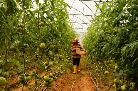 Những luống cà chua sai trĩu quả. Những luống cà chua sai trĩu quả.