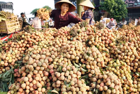 Thu hoạch vải thiều. Ảnh: V.Giang.