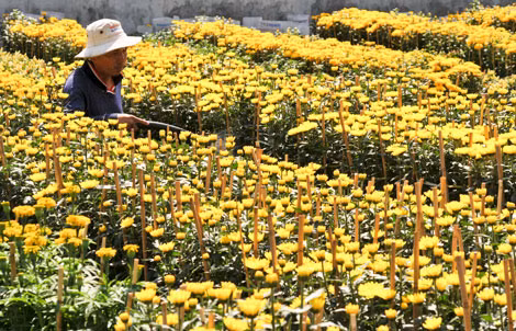 Mỗi vụ Tết, các nhà vườn ở các tỉnh ĐBSCL cung cấp hàng triệu giỏ hoa ra thị trường.