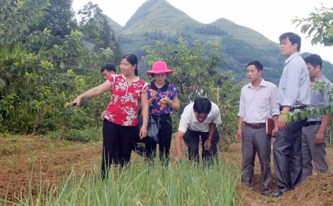 Triển vọng thoát nghèo nhờ trồng rau sạch ở Bắc Hà 