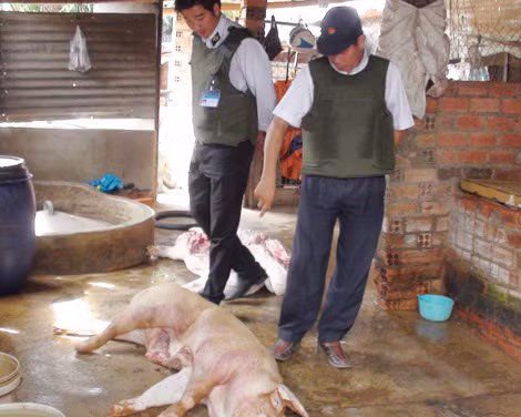 Đồng Nai tăng cường kiểm soát, ngăn chặn thịt bẩn ở trung tâm giết mổ lậu