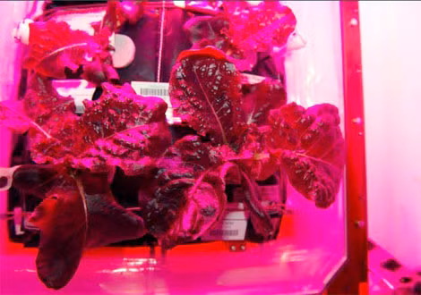 Khu vườn trồng rau của các nhà du hành vũ trụ NASA trên không gian.