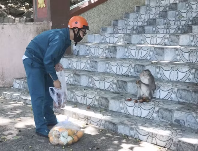 Lực lượng chức năng phường 1, TP Vũng Tàu mang thức ăn lên cho khỉ.