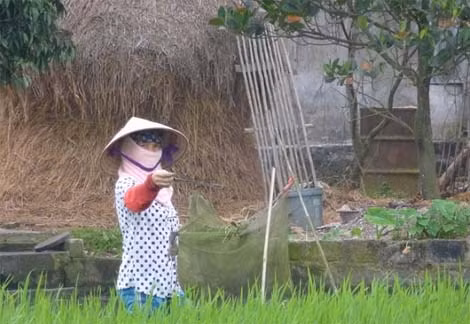 Sau một đêm đặt bẫy, cô Cỏn đi gỡ bẫy thu “chiến lợi phẩm”.