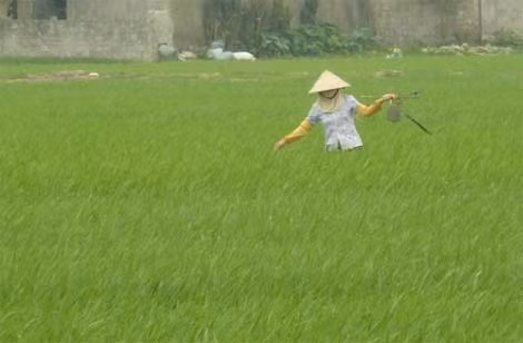 Nhiều khi trên cánh đồng vắng tanh, chỉ thấp thoáng bóng ba người phụ nữ tổ diệt chuột tay cầm xô mầm đã ủ thuốc, tay cầm bẫy đi khắp cánh đồng bắt chuột.