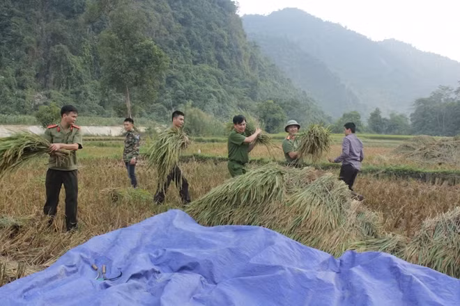 Sau khi gặt, những bó lúa được xếp ngay ngắn chờ máy tuốt.