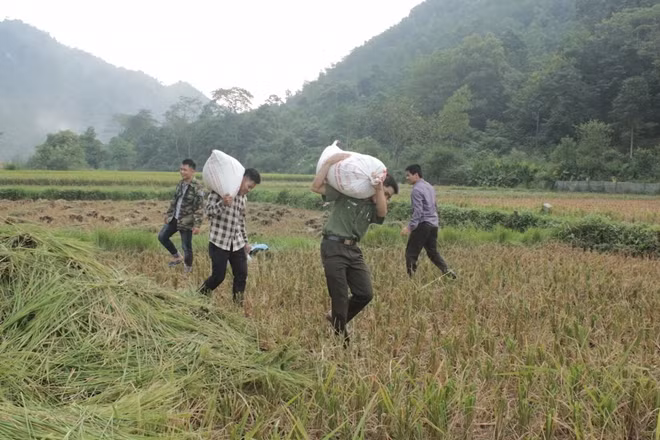 Lực lượng Công an hỗ trợ người dân vận chuyển lúa về nhà.