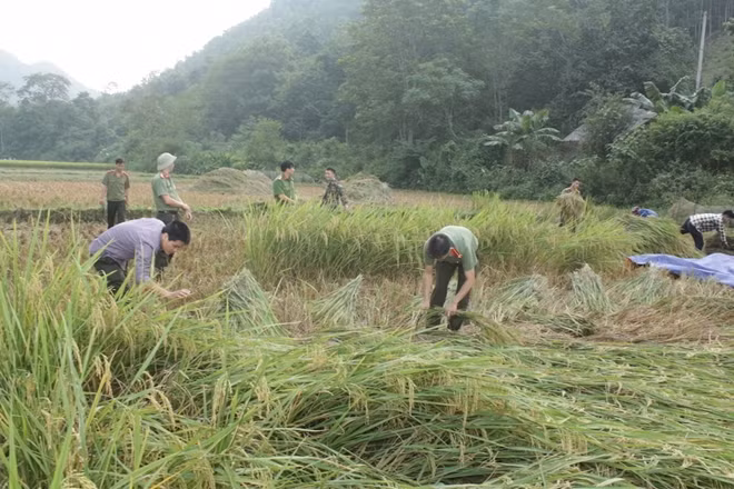 Tổ công tác giúp bà con nhân dân gặt lúa.