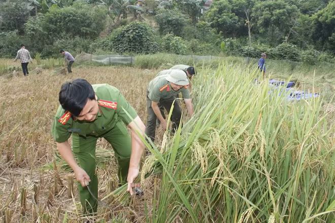 Đại tá Nguyễn Thanh Tuân, Phó Giám đốc Công an tỉnh Bắc Kạn trực tiếp kiểm tra và cầm liềm gặt lúa giúp dân.