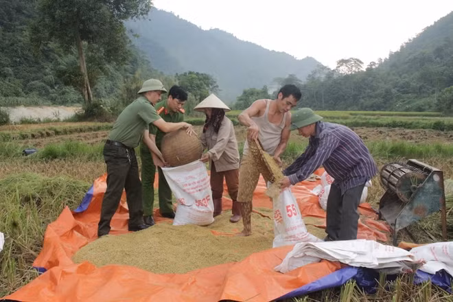 Lúa qua máy tuốt được sàng và đóng vào bao tải.