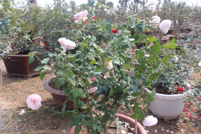 Hay những gốc hồng bạch thơm ngát