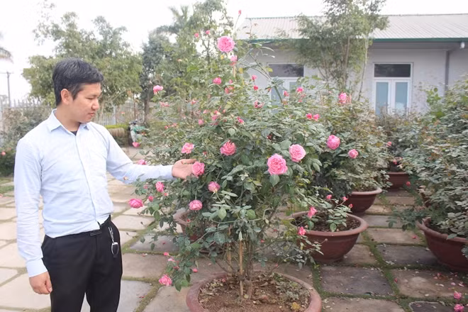 Phó Giám đốc Công ty Trung Việt Trần Đà Giang bên những gốc hồng cổ Sa Pa nở rực, khoe sắc.