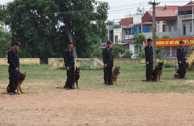 Các chú chó trong tư thế sẵn sàng thao diễn các động tác cơ bản