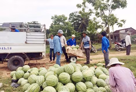 Bà con nông dân đang thu hoạch dưa để các nhóm thiện nguyện chuyển ra Hà Nội. Bà con nông dân đang thu hoạch dưa để các nhóm thiện nguyện chuyển ra Hà Nội.