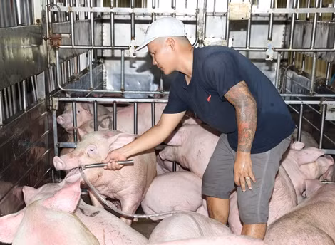 Bắt quả tang đối tượng bơm nước vào lợn trước khi giết mổ ảnh 3