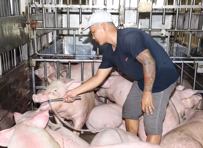 Đối tượng Luân đang bơm nước vào 25 con heo để tăng trọng lượng trước khia bán.