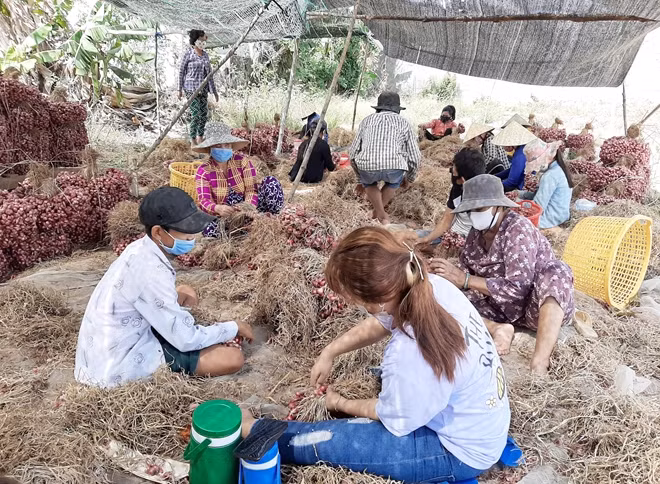 Thu hoạch hành tím tại thị xã Vĩnh Châu (Sóc Trăng).