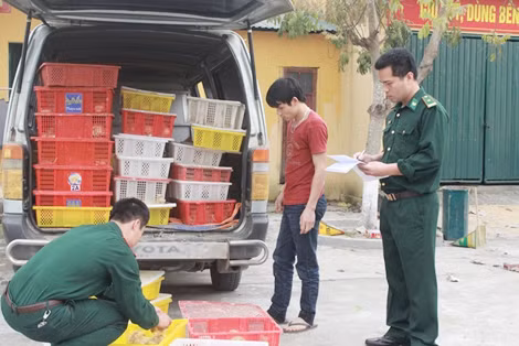 Tang vật gà giống bị bắt giữ.