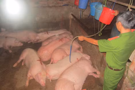 Số heo vừa được tiêm thuốc ngủ và bơm nước bẩn tại một cơ sở giết mổ lậu.