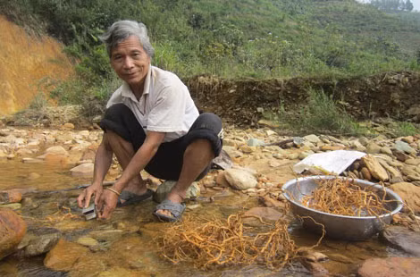 Ông Bríu Pố bên những củ ba kích vừa thu hoạch.